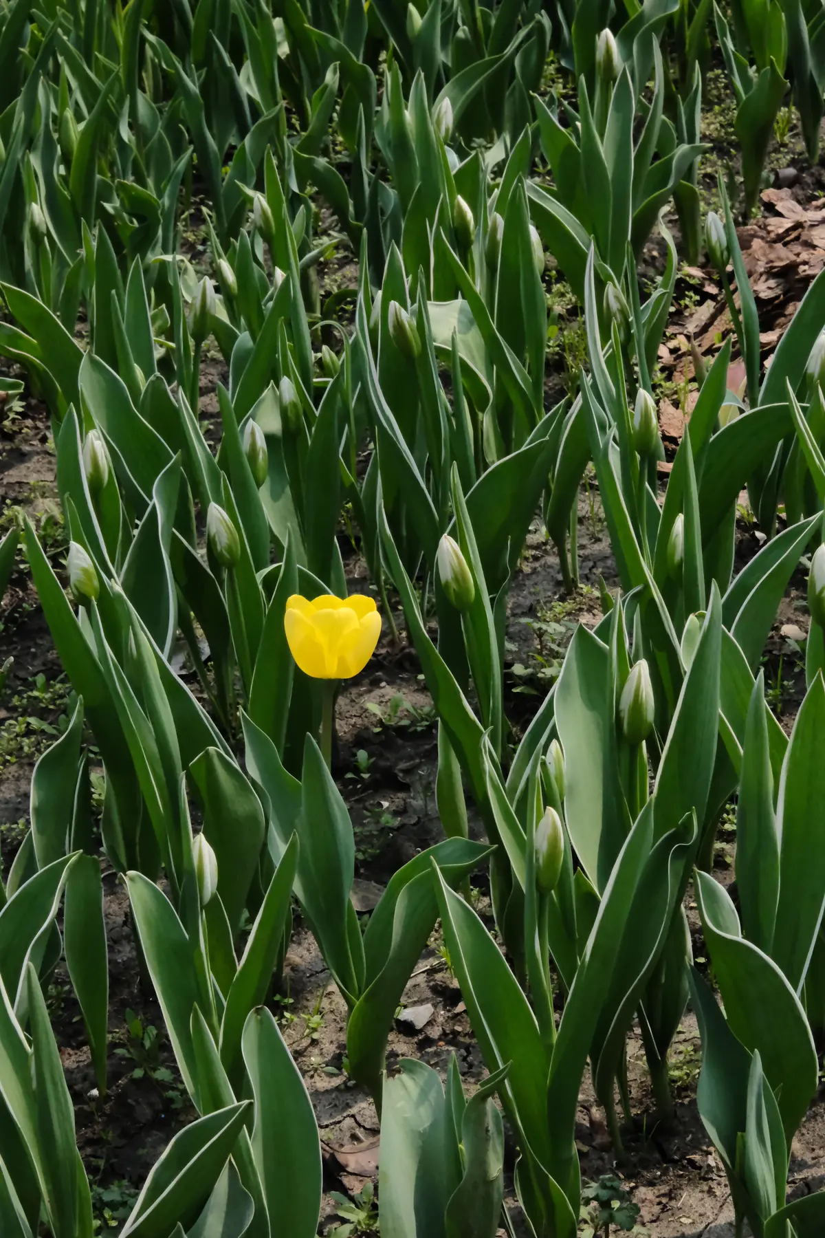 DSCF0353.JPG