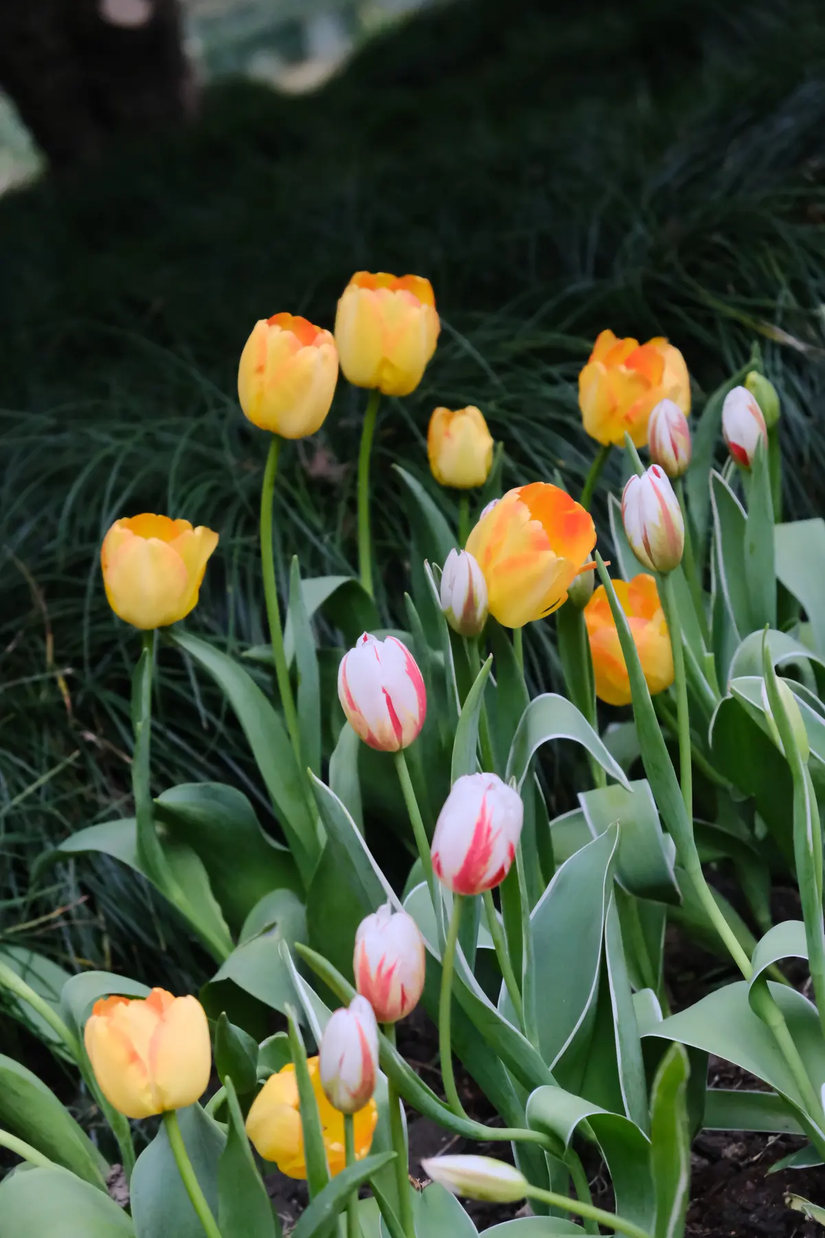 DSCF0515.JPG