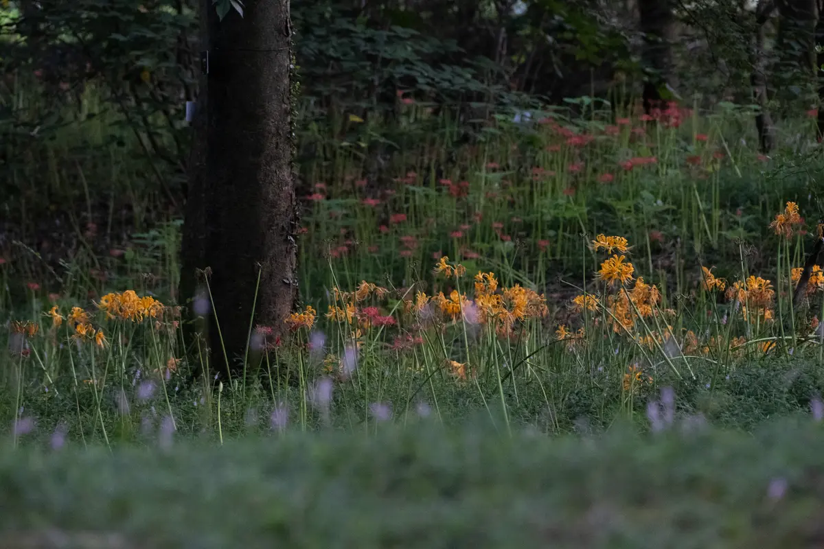 DSCF6583.jpg