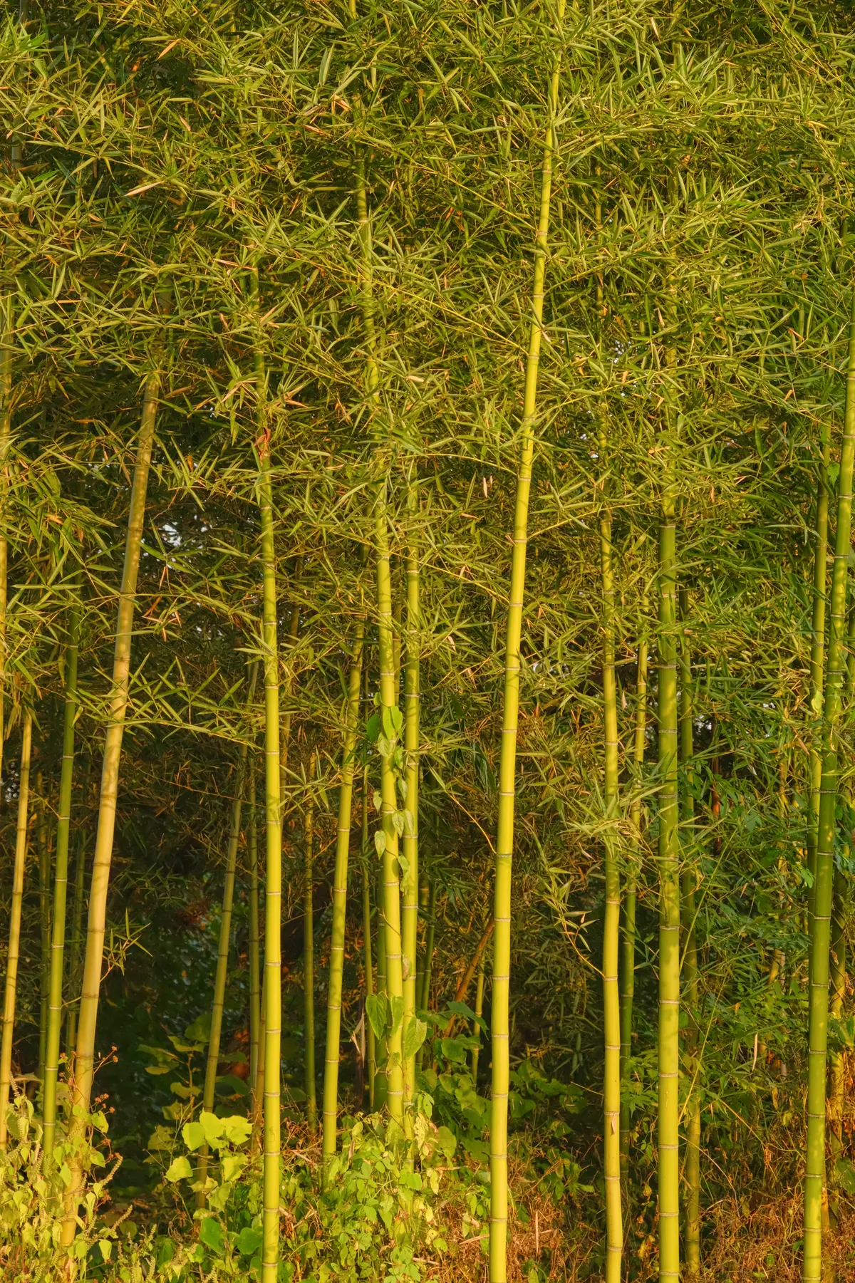 DSCF9009.jpg